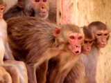 Rebel Monkeys: A New Dawn