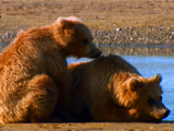 Av-401-600: Saving Cubs from their Dads
