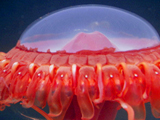 Av-401-600: Underwater Alien Planet
