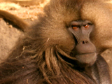 Av-401-600: Gelada Family Feud