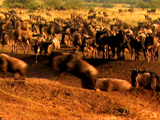 play video on National Geographic