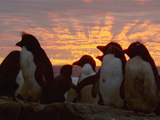 play video on National Geographic