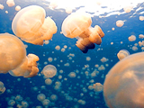 Jellyfish - Coming Soon