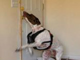 The Escape Artist