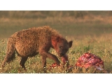 play video on National Geographic