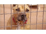 Dogfight