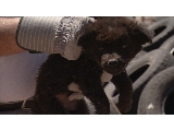 Av-401-600: Abandoned Puppy Rescue