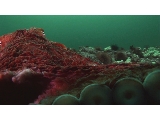 Av-401-600: Aggressive Octopus!