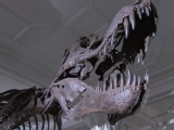 T-Rex Intellect