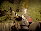 Knights of Mayhem