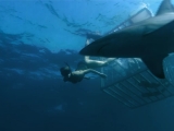 Swimming with Sharks