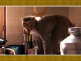Rebel Monkeys: Daring Daylight Raid