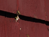 Bid & Destroy: Bees On Campus