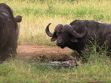 Av-1001-1200: Rhino vs. Cape Buffalo