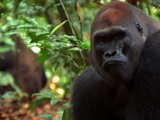 play video on National Geographic