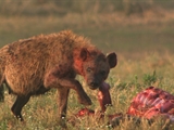 play video on National Geographic