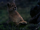 play video on National Geographic
