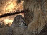 Av-1201-1400: Captive Lion Cubs