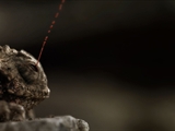 play video on National Geographic