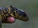 Freaks and Creeps: Sungazer Lizard