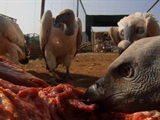 Freaks and Creeps: Vulture Rehabilitation