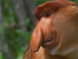 Freaks and Creeps: Why the Big Nose?