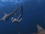 Av-1201-1400: Swimming with Blacktips