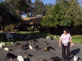 Av-1201-1400: The Lady with 700 Cats