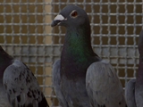 Av-1201-1400: Pigeon Genius