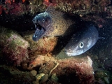 Av-1201-1400: Morays: The Alien Eels