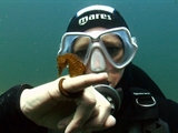 Av-1201-1400: Seahorses: The Freaky Fish