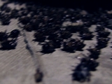 Freaks and Creeps: Video Blog: Beetle Mating Season