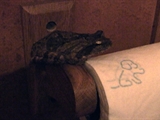 Freaks and Creeps: Video Blog: Frogs in the Loo