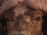 Av-1201-1400: Killer Cape Buffalo