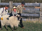 American Colony: Meet the Hutterites: Mutton Busters