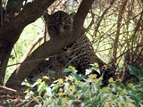 Av-1201-1400: Jaguar Mating