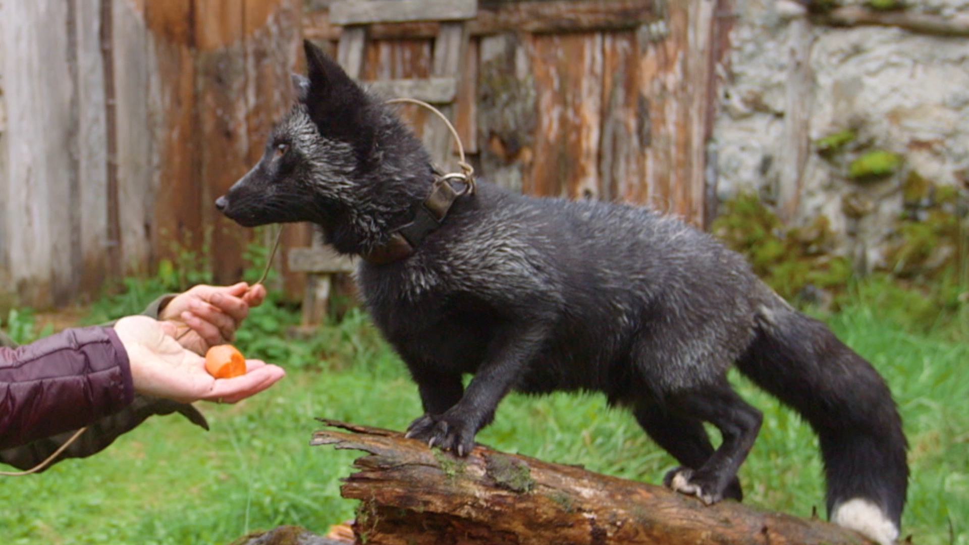 Yukon Do It The Silver Fox Facts Dr Oakley Vet Video Yukon Do It The Silver Fox Facts Dr Oakley Vet Video National Geographic Channel