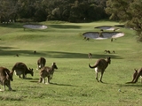 Kangaroo Golf Club