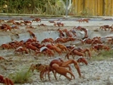 Av-1801-2000: March of the Crabs