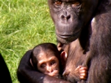 The Nurturing Type