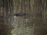 Av-1801-2000: Croc Rangers Report for Duty!