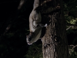 The Fungi and the Squirrel