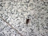 To Catch a Smuggler: Traveling Roach