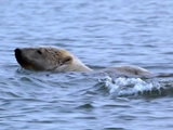 Av-1401-1600: Polar Bears Dive for Food
