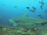 Av-1801-2000: Smash Grab Shark Attack