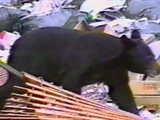 Av-1801-2000: Iron Man vs. Bear