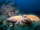 Av-1801-2000: 50,000 Octopus Eggs