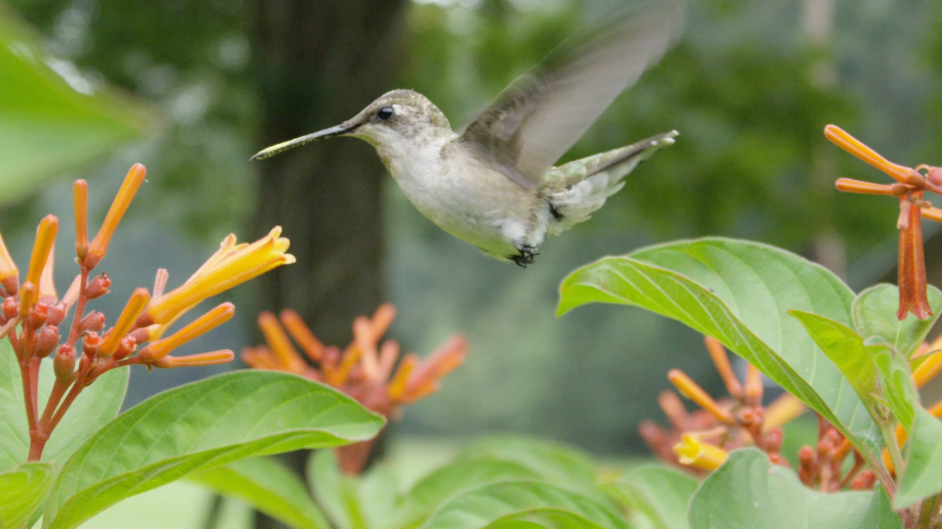 Behind The Scenes Of Untamed With Filipe Deandrade