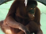 Av-1801-2000: The Primate Puffer