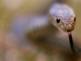 Av-1801-2000: Snakes in My Backyard